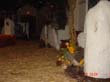 DSC02225